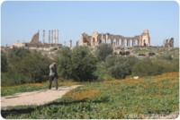 Alededores de Fez: Volubilis