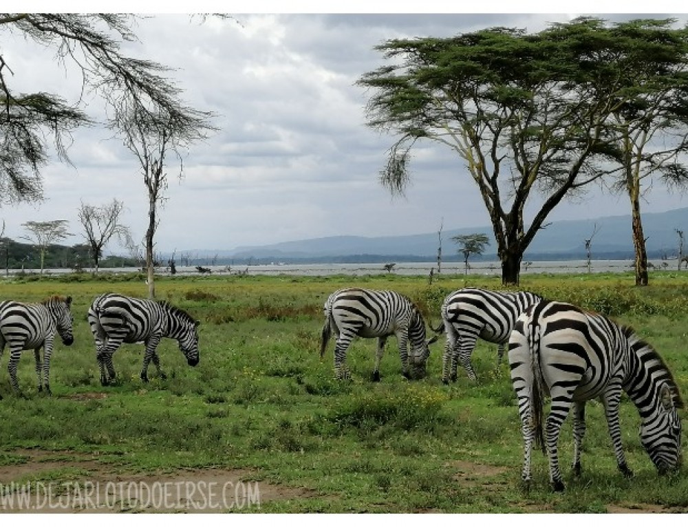 El lago Naivasha con bolsillos pequeños