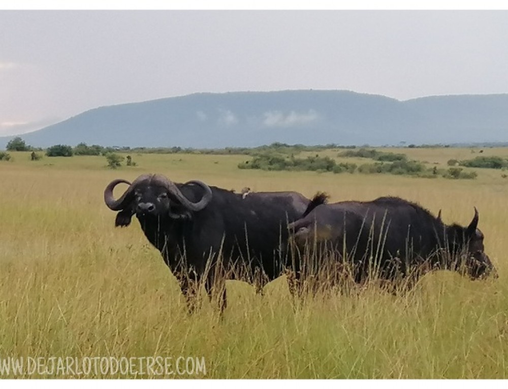 ¿VIAJAR A KENIA ES CARO?