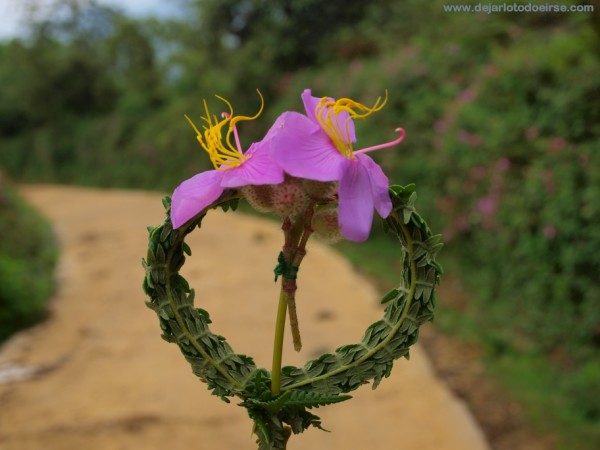 El amor en las tierras de Sapa