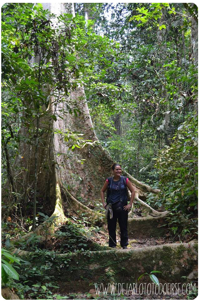 Dos días de trekking por libre en Taman Negara, la selva de Malasia