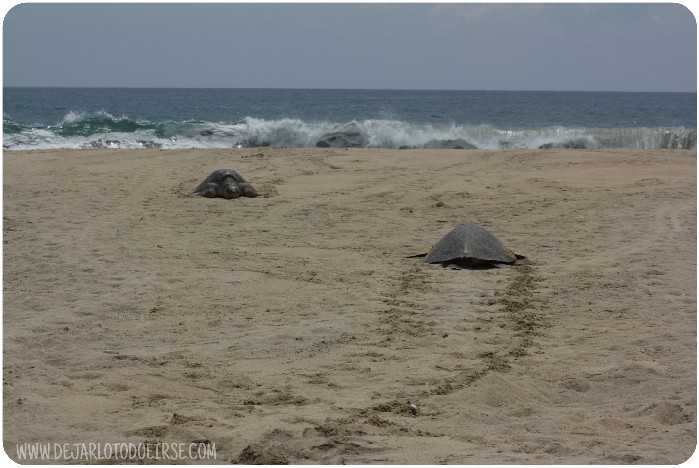 Viajar sola, tener hijos y tortugas marinas