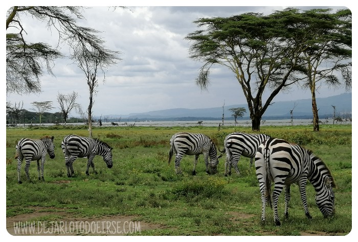 El lago Naivasha con bolsillos pequeños