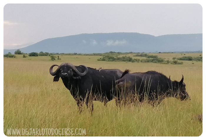 ¿VIAJAR A KENIA ES CARO?